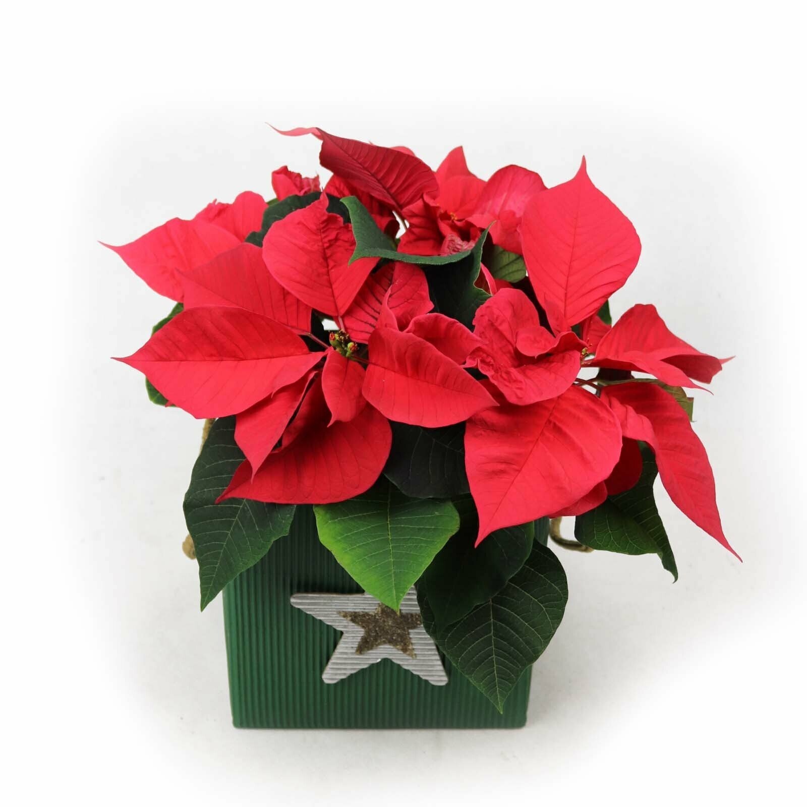 Poinsettia Petita