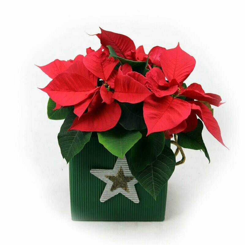 Poinsettia Pequeña