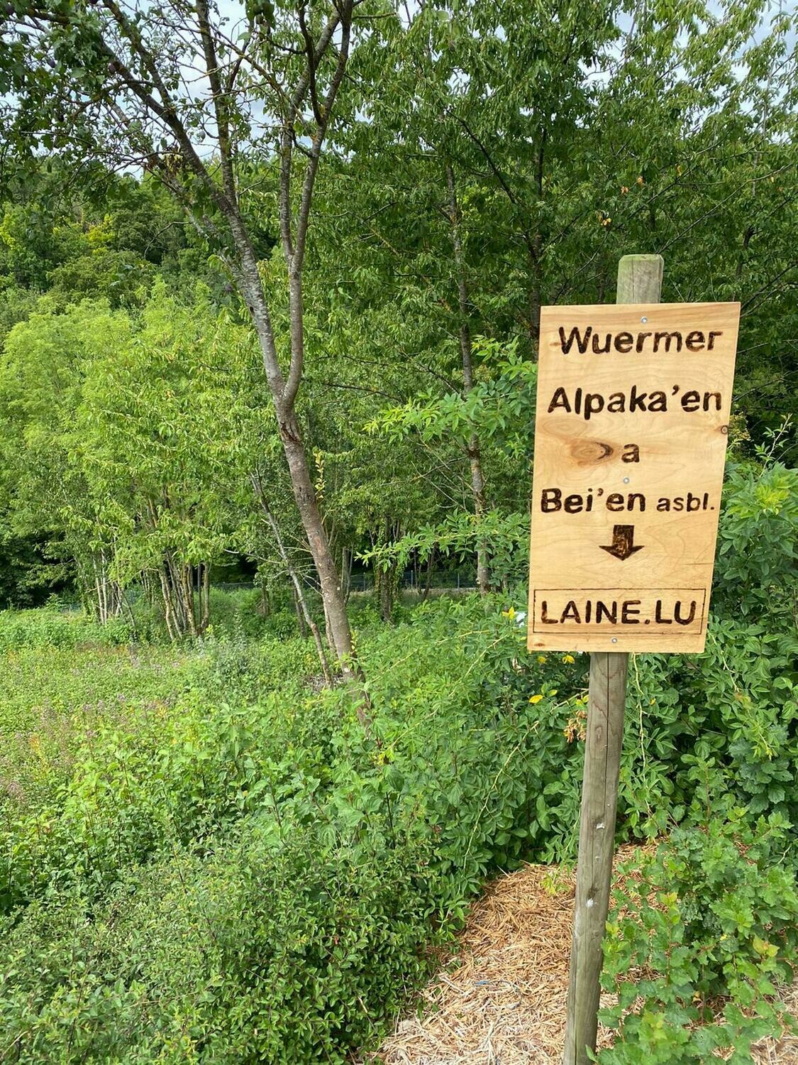 Parrainer un arbre mellifère