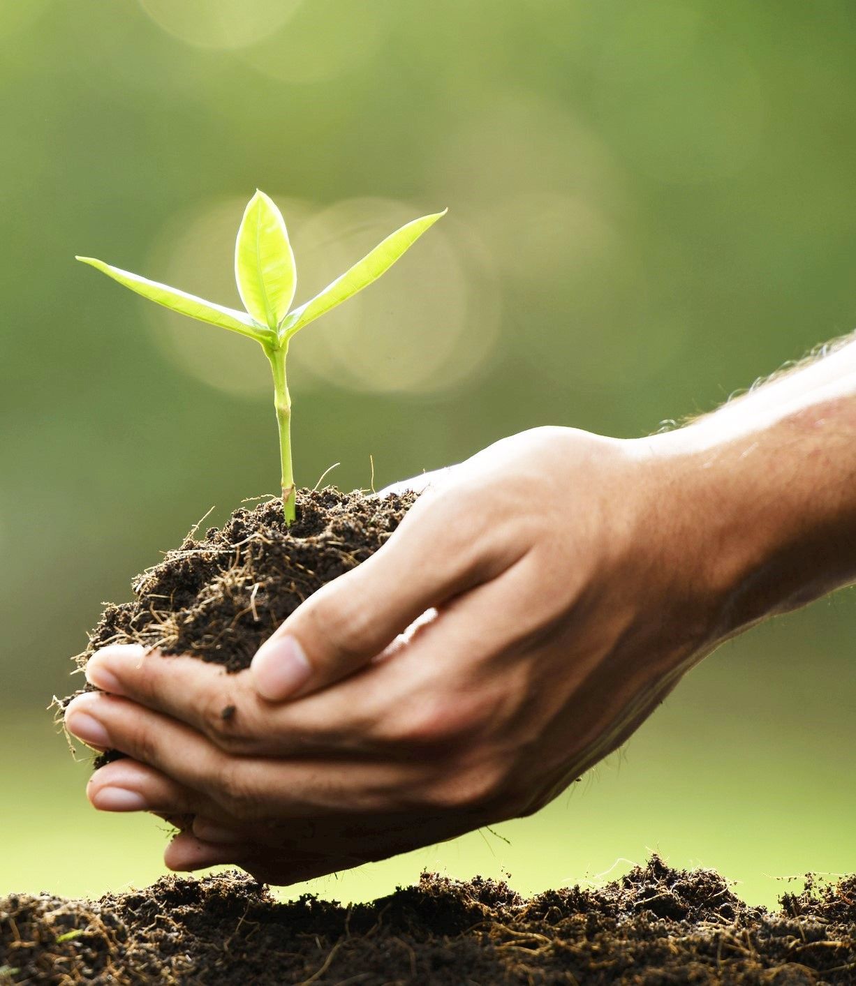 1. Voor iedere urn vanaf 150 euro doneren we een boom aan de organisatie  "TREESFORALL" - Meer informatie: