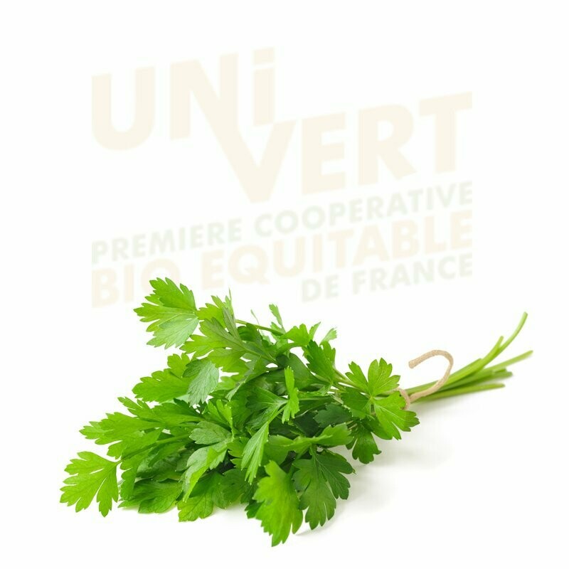 Coriandre BIO - la botte