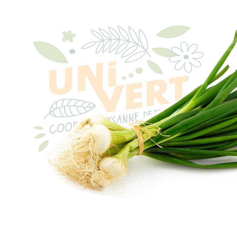 Oignon blanc BIO - la botte
