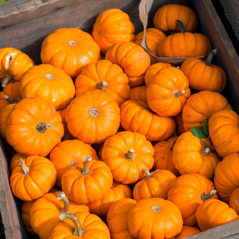 Courge Jack be little BIO - la pièce