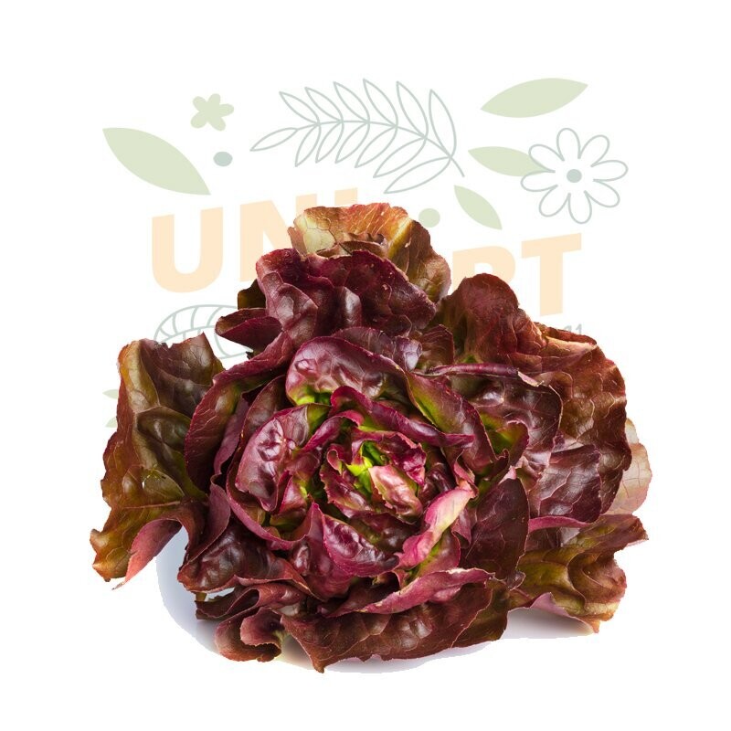 Salade Rougette BIO - la pièce