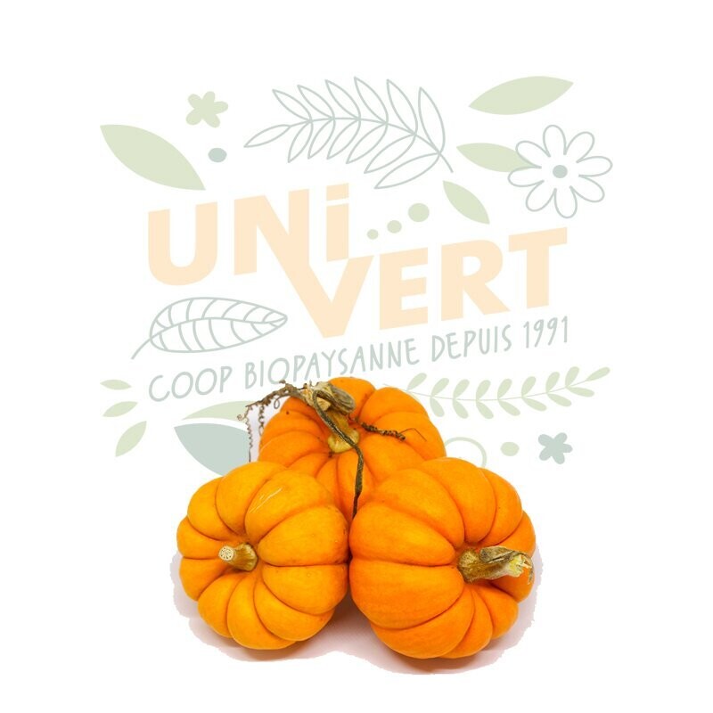 Courge Jack be little BIO - la pièce