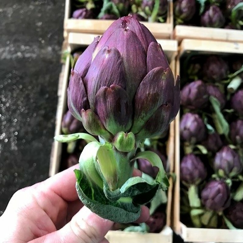 Artichaut Violet en bouquet