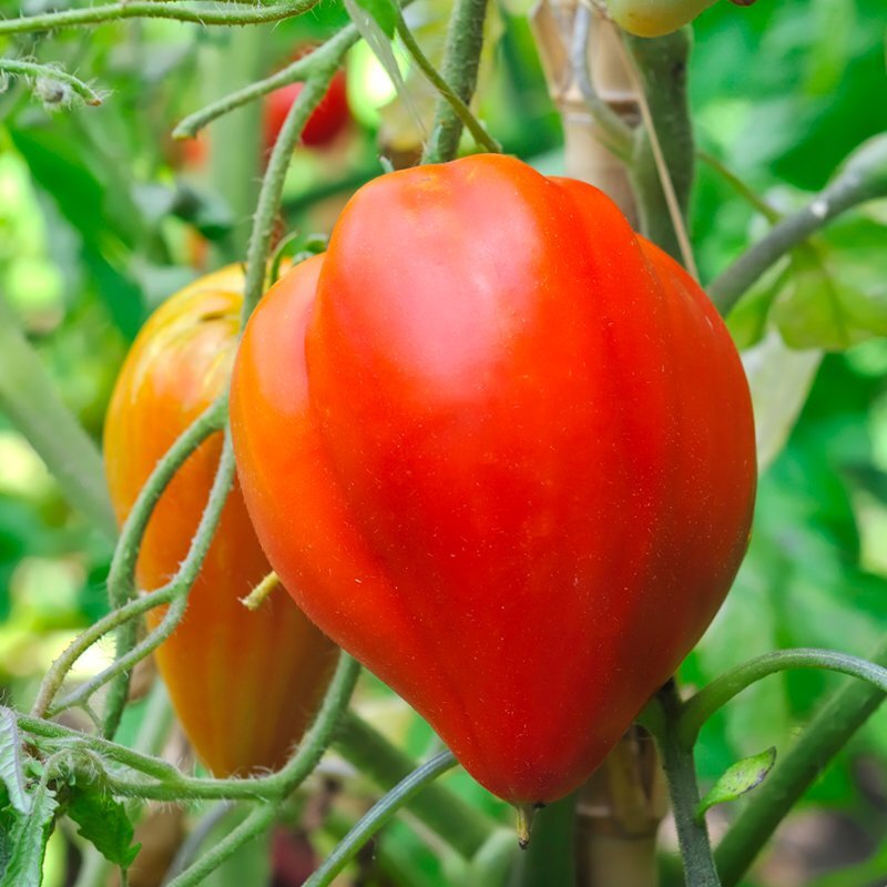 Tomate coeur de boeuf BIO - 1 KG