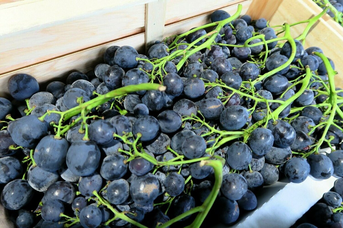 Raisin Prima BIO - 1KG