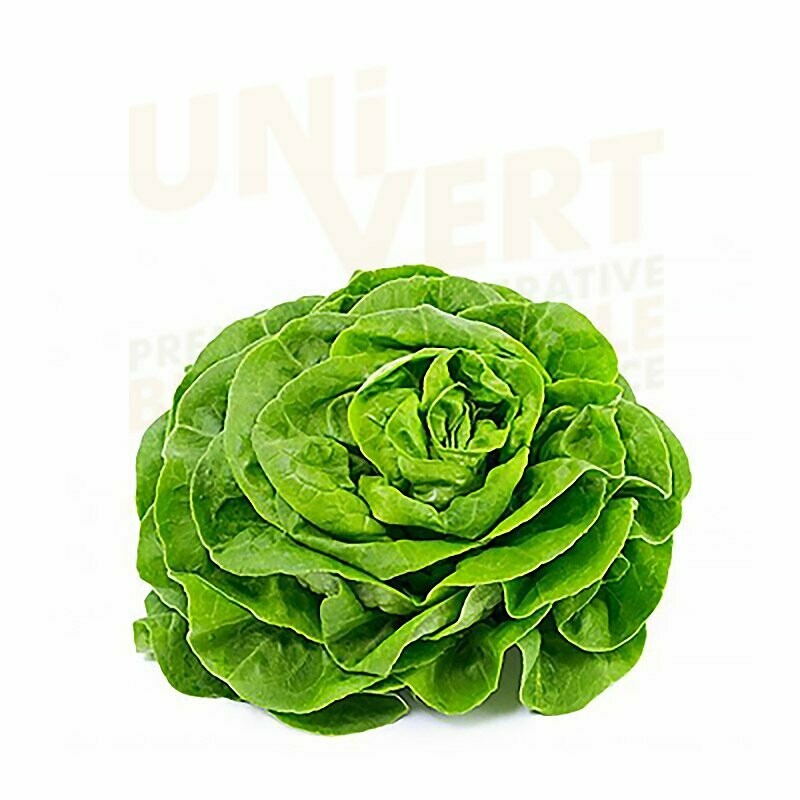 Salade Laitue BIO - la pièce