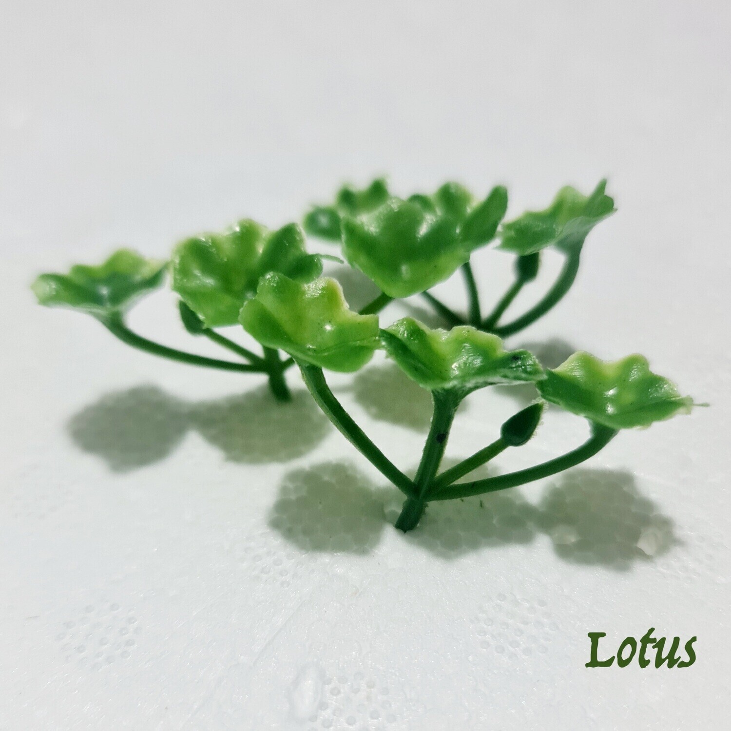 Itty Bitty Mini Lotus Tree - 6pk