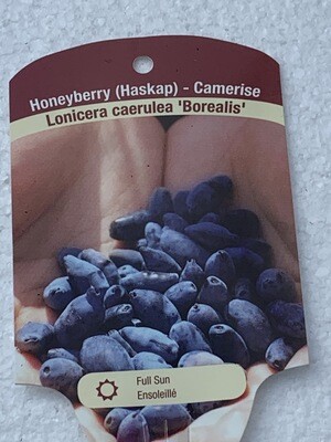 HONEYBERRY - HASKAP AURORA - 1 GALLON POT HONEYBERRY - HASKAP AURORA - 1 GALLON POT