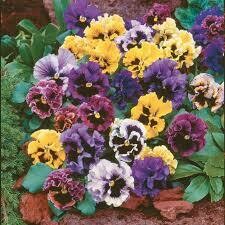PANSY - FRIZZLE SIZZLE  - 6  PACK