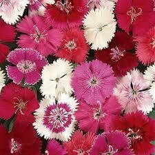 DIANTHUS IDEAL SELECT MIX   -  6 PACK