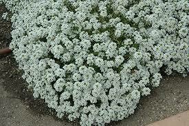 ALYSSUM - CRYSTAL CLEAR WHITE  -  6 PACK