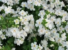BACOPA - SCOPIA DOUBLE SNOWBALL  -  4.5" SQ POT