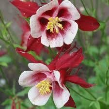 AQUILEGIA - ORIGAMI RED & WHITE - 1 GALLON POT AQUILEGIA - ORIGAMI RED & WHITE - 1 GALLON POT