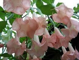 BRUGMANSIA ANGEL'S TRUMPET APRICOT - 1 GALLON POT