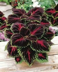 COLEUS - KONG RED  -  4.5" SQ POT