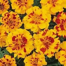 MARIGOLD DURANGO BOLERO  -  6 PACK