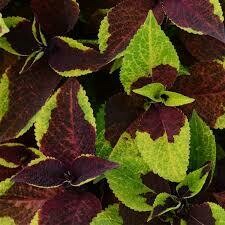 COLEUS - PINEAPPLE  -  4.5" SQ POT