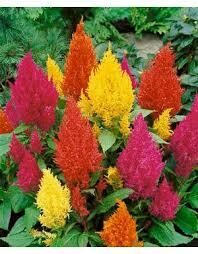 CELOSIA - FASHION LOOK MIX  -  6 PACK