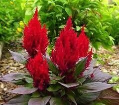 CELOSIA- NEW LOOK  -  6 PACK