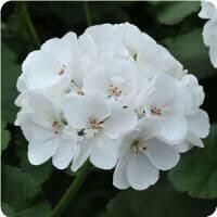 GERANIUM - DARKO WHITE  -  5" ROUND POT