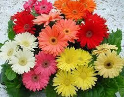 GERBERA - REVOLUTION FORMULA MIX  -  5" RD POT
