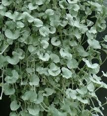 DICHONDRA - SILVER FALLS - 4.5 DICHONDRA - SILVER FALLS - 4.5" SQ POT