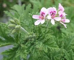GERANIUM - CITRONELLA - CITROSA  -  1 GALLON POT