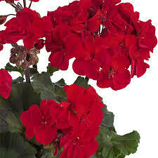 GERANIUM - DARKO DEEP RED  - 5.5" SH SQ POT