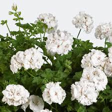 GERANIUM - IVY DANDY WHITE PEARL  -  4.5" SQ POT