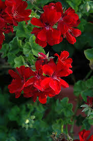 GERANIUM - IVY DARK RED  -  4.5" SQ POT