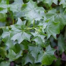 GERMAN IVY  -  4.5" SQ POT