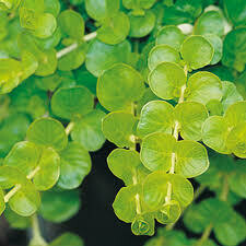 LYSIMACHIA - GOLDI CREEPING JENNY      4.5" SQ POT