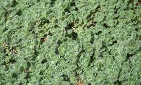 WOOLLY THYME  -  5" ROUND POT