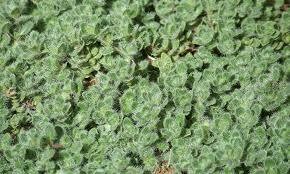 WOOLLY THYME  -  5