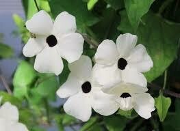 THUNBERGIA - ARIZONA WHITE HALO  -  4.5" SQ POT