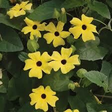THUNBERGIA - LEMON  -  4.5" SQ POT