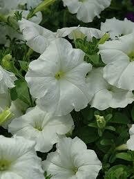 PETUNIA - EASY WAVE WHITE - 6 PACK