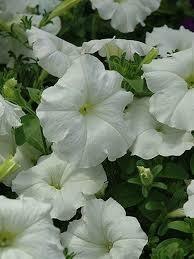 PETUNIA - EASY WAVE WHITE  -  6 PACK