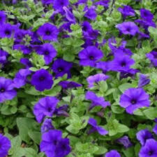 PETUNIA - SPREADING EASY WAVE BLUE  -  6 PACK