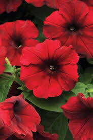 PETUNIA - EASY WAVE RED VELOUR - 6 PACK PETUNIA - EASY WAVE RED VELOUR - 6 PACK