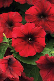 PETUNIA - EASY WAVE RED VELOUR  -  6 PACK