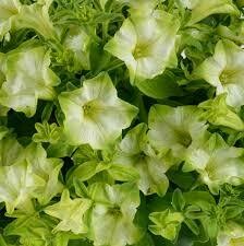 PETUNIA - RAY PISTACHIO CREAM - 4.5 PETUNIA - RAY PISTACHIO CREAM - 4.5" SQ POT