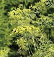 DILL - DUKAT- 5" ROUND POT