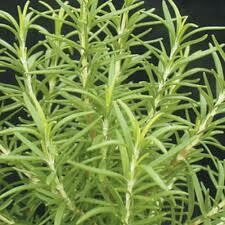 ROSEMARY - 5" ROUND POT