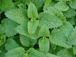 LEMON BALM - 5" POT