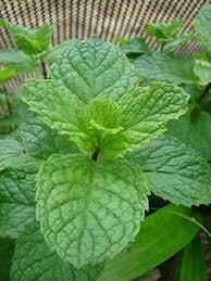 MOJITO MINT - 5" ROUND POT