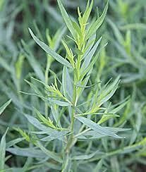 TARRAGON - FRENCH